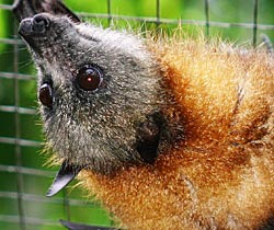 Alma Park Zoo - Accommodation China 2