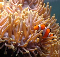 Reef HQ Great Barrier Reef Aquarium