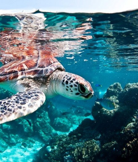 Reef HQ Great Barrier Reef Aquarium - Accommodation China 1