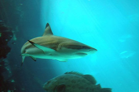 Reef HQ Great Barrier Reef Aquarium - Accommodation China 2