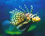 Underwater World - Accommodation Guide 0