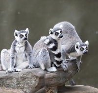 Adelaide Zoo - Accommodation Asia