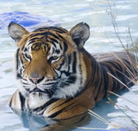 Zoo Doo Wildlife Park - Accommodation Guide