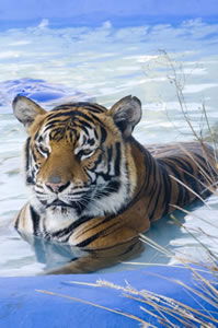 Zoo Doo Wildlife Park - Accommodation Guide 0