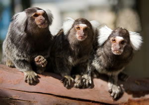 Zoo Doo Wildlife Park - Accommodation Guide 1