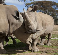 Monarto Zoo - Accommodation Guide