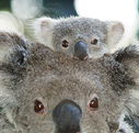 Billabong Koala and Wildlife Park - Accommodation China