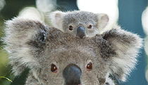 Billabong Koala And Wildlife Park - Accommodation China 0