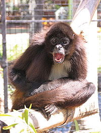 Billabong Koala And Wildlife Park - Accommodation China 1