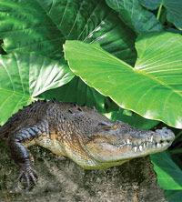 Billabong Koala And Wildlife Park - Accommodation China 2