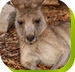 Calmsley Hill City Farm - Accommodation Asia