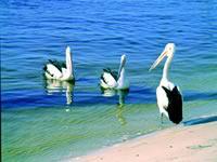 Noosa Everglades Discovery - Accommodation Asia 2