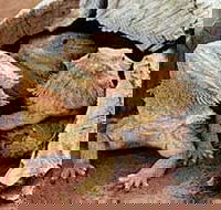 Alice Springs Reptile Centre - Accommodation Guide