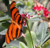 Butterfly Farm - Accommodation Asia