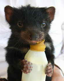 East Coast Natureworld - Accommodation Asia 2