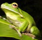 The Rainforest Habitat - Accommodation Guide