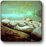 Kakadu National Park - Accommodation China 1