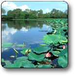 Kakadu National Park - Accommodation China 3
