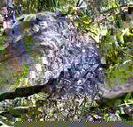 Koala Conservation Centre - Accommodation China