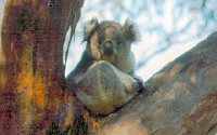 Koala Conservation Centre - Accommodation China 2