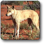 Uluru - Kata Tjuta National Park - Accommodation Asia 3