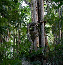 Rainforest Skywalk - Accommodation Asia 3