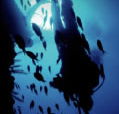 Scuba World - Accommodation Guide