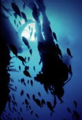 Scuba World - Accommodation Guide 0
