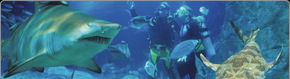 Scuba World - Accommodation Guide 1