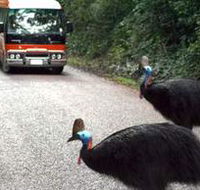 Kookaburra Tours