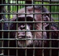 Rockhampton Zoo - Accommodation Asia