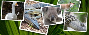 Rockhampton Zoo - Accommodation Asia 2