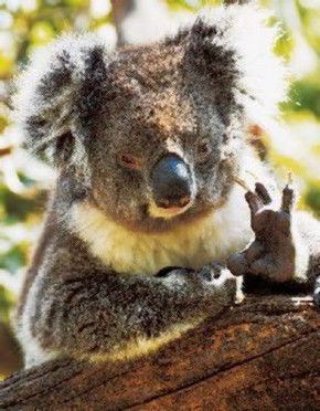 Cudlee Creek SA Accommodation Guide