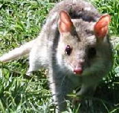 Urimbirra Wildlife Park - Accommodation Guide