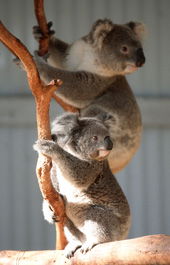Waterways Wildlife Park - Accommodation Asia 1