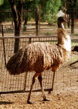 Waterways Wildlife Park - Accommodation Asia 2