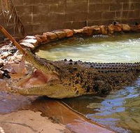 Wyndham Zoological Gardens and Crocodile Park - Accommodation Guide