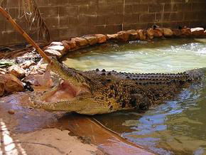 Wyndham Zoological Gardens And Crocodile Park - Accommodation Guide 0