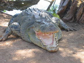 Wyndham Zoological Gardens And Crocodile Park - Accommodation Guide 2