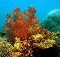 Three Islands Whale Shark Dive - Accommodation Guide