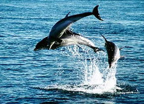 Polperro Dolphin Swims - Accommodation Guide 1
