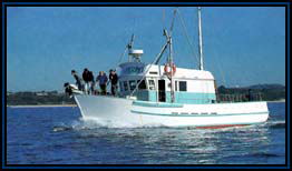 Polperro Dolphin Swims - Accommodation Guide 2
