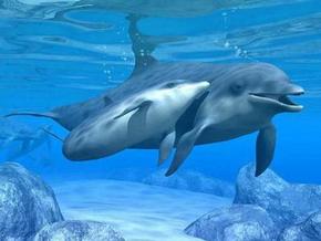 Polperro Dolphin Swims - Accommodation Guide 3