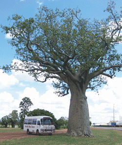 Kununurra Cruises - Accommodation Asia 1