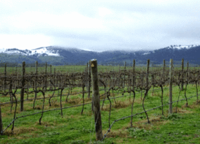 Kinloch Wines - Accommodation Asia 0