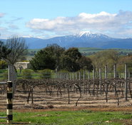 Buller View Wines - Accommodation Asia