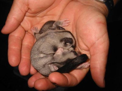 Cool Companions - Accommodation Guide 0