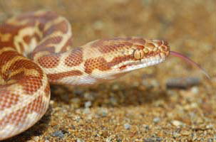 Cool Companions - Accommodation Guide 1