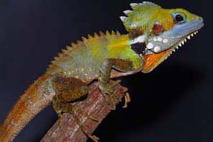 Cool Companions - Accommodation Guide 2