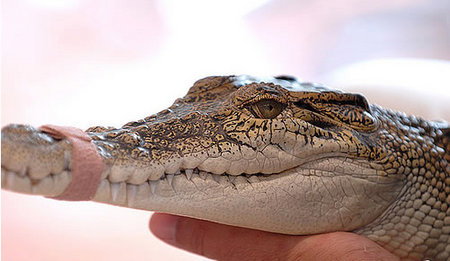 Cool Companions - Accommodation Guide 3